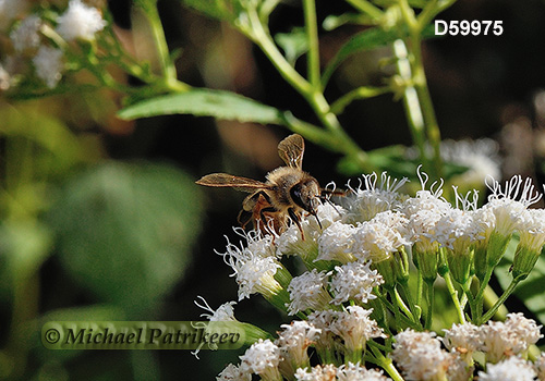 Western Honey Bee (Apis mellifera)